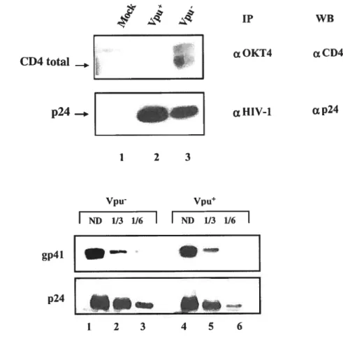 Figure 4. Analyse des particules virales produites dans les cellules MT4. Les constructions provirales HxBH1O-vpu (Vpu) ou HxBH1O-vpu (Vpu) ont été transfectées dans les cellules T CD4 MT4
