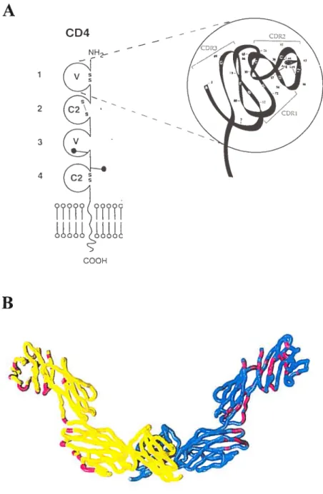 Figure 4. Structure du récepteur CD4. A. Représentation planaire de la structure de