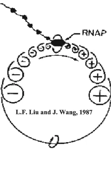 Figure 1: Modèle de « twin supercoiled domain ». Le déplacement du