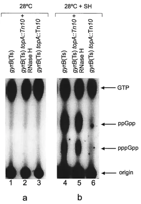 Figure 3. The effect of gyrase reactivation by a temperature downshift on the ability of the topA nuit mutant to induce RetA-dependent ppGpp synthesis.