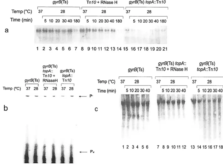 Figure 6. crp expression in a topA nuli mutant following a temperature downshift to
