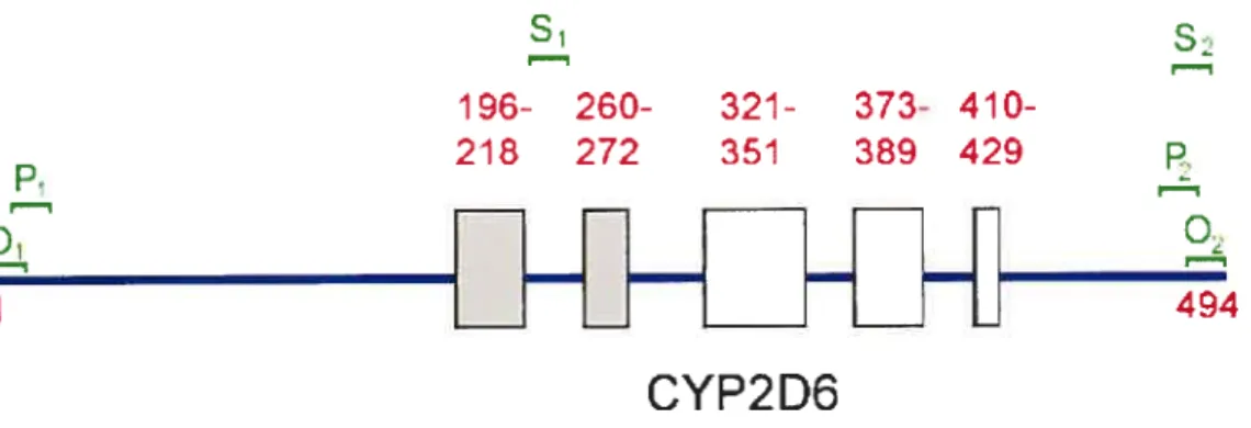 Figure 5: Épitopes linéaires des autoanticorps anti-LKM1 retrouvés sur le cytochrome P450 206