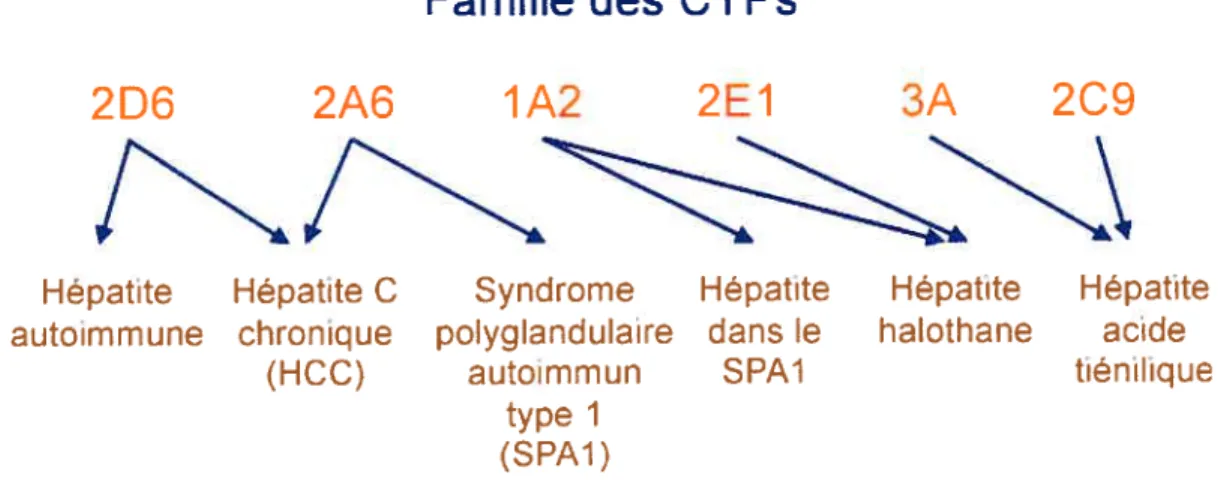Figure 6: Famille des cytochromes P450 et leurs implications dans