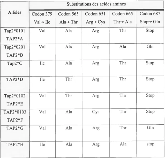 Tableau 4 Affectation des altèles de TAP2 selon les substitutions d’acides aminés