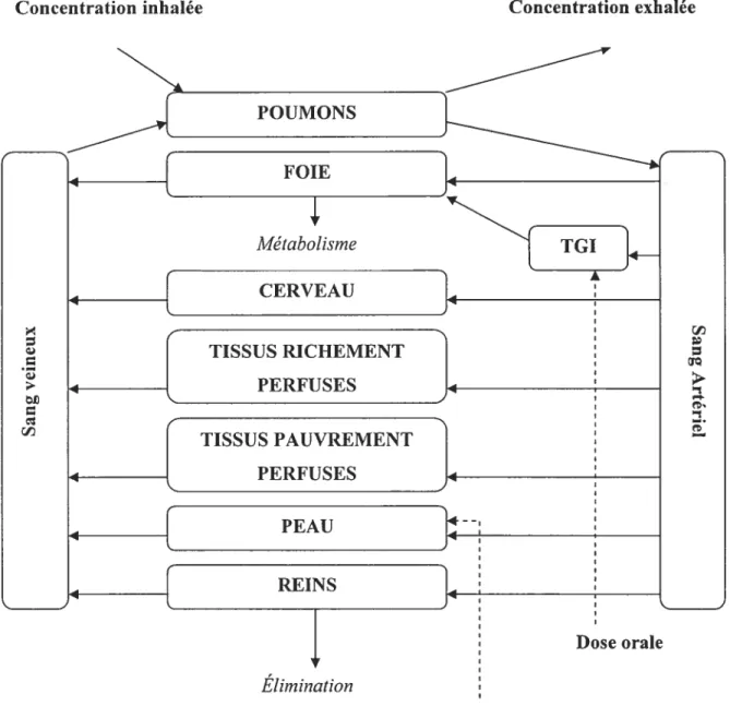 Figure 5. Représentation conceptuelle d’un modèle PCBP.