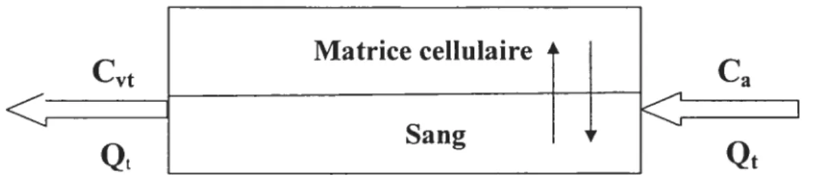 figure 7. Schéma d’un compartiment d’un modèle PCPB où la distribution est limitée par la diffusion (C = Concentration tissulaire, Qt = Débit sanguin au