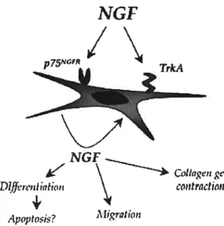 Figure 1.4 Implication du NGF dans la réparation tissulaire NGF et fibroblastes (extrait de Réf
