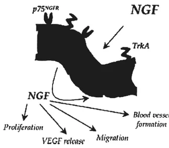 Figure 1.5: Implication du NGF dans la réparation tissulaire: NGF et cellules endothéliales (extrait de Réf #1O)