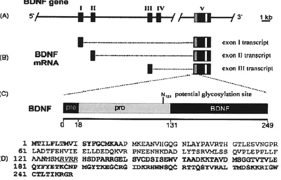 Figure 1.6: Structure du gène et de la protéine BDNF (extrait de Réf #$X)