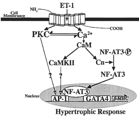 Figure 4 Schéma de la cascade de signalisation de I’ ET-J amenant à l’activation du promoteur de la 3-MHC et à l’induction de l’hypertrophie