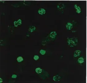 Figure 3 Effet de SNAP sur la fragmentation de l’ADN des myocvtes cardiaques nouveau-nés visualisé par la technique de TUNEL.