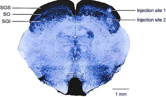 Figure 1: Coudé et aL. (2000)