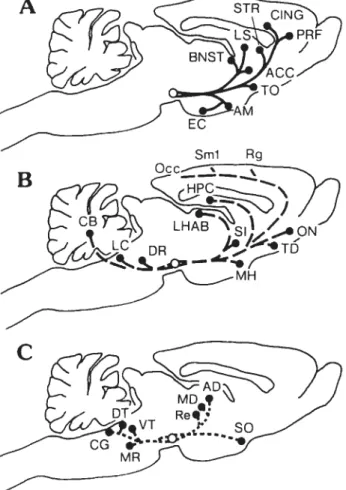 Figure 6: Représentation schématique et nature des principales projections de l’aire tegmentale ventrale riches en dopamine (A), moyennement riches en dopamine (B), pauvres en dopamine (C)