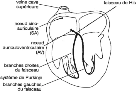 Figure 2 Système de conduction du coeur. (D’après Rushmer, 1972).