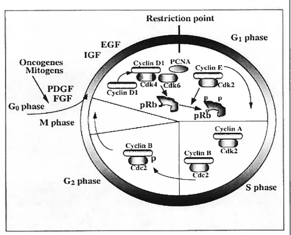 Figure 1. Schematic representation of the mammalian ce!! cycle. Competence factors such as PDGF and FGF promote entry into the early G1 phase