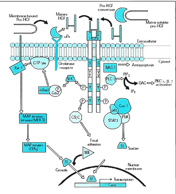 Figure 1.3: HGF binding to the HGF-RJMet tyrosine kinase receptor leads to activation of different signalïng pathways