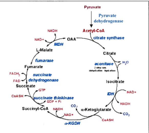 Figure 1.5: Schematic representation of the TCA cycle showing enzymes, substrates and products