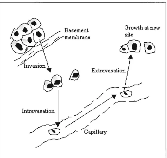 Figure 1.7: Tumbling down the metastatic cascade. After breaking off from the prirnary tumor (far left), cancer ceils travel through the blood vessels