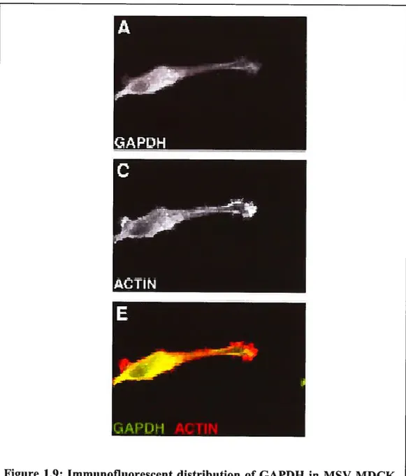 Figure 1.9: Immunofluorescent distribution of GAPDH in MSV-MDCK