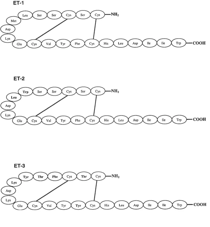 Figure 2. Structures Primaires des Endothélines (ET) ET-1 ET-2 COOH COOH ET-3 COOH