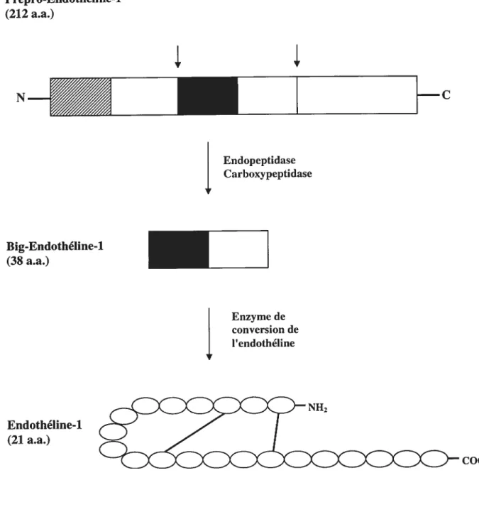 Figure 3. Biosynthèse de PET-1