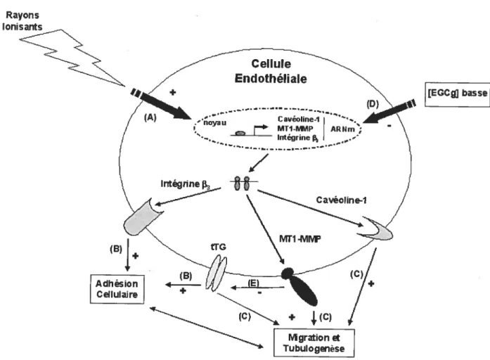 fig 5.1. Effets cellulaires et moléculaires de l’irradiation et de I’EGCg sur les cellules