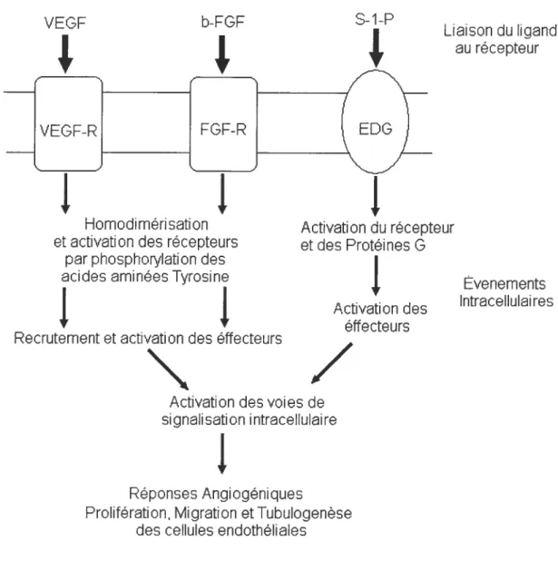 Fig 1.2. Transduction des signaux intracellulaires par divers modulateurs angiogéniques