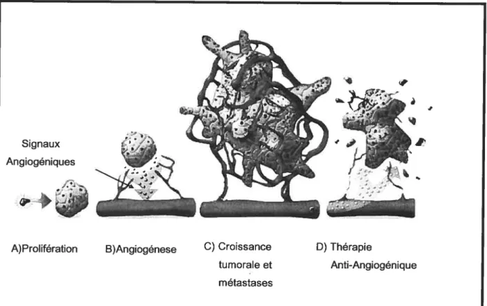 Fig 1.4. L’angiogenèse tumorale. L’angiogenèse joue un rôle important dans le développement de la tumeur