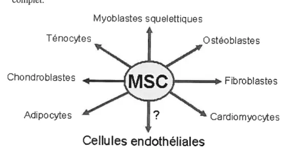 Fig 1.7. Différenciation des MSC en divers lignées mésenchymateuses. Les Cellules Stromales Moelleuses (MSC) sont capables de se différencier en des lignées cellulaires mésenchymateuses, c’est pourquoi elles sont aussi connues comme des Cellules Souches Mésenchymateuses.