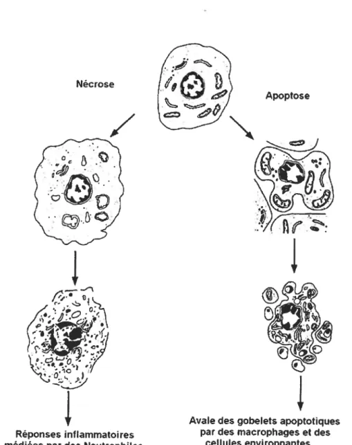 Fig 1.8. Apoptose vs Nécrose. L’apoptose se déroule de façon ordonnée, et ne laisse pas de