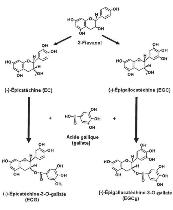 Fig 1.9. Structures chimiques des catéchines du thé vert. Les structures des différentes catéchines trouvées dans le thé vert, sont basées sur une structure générale 3-flavanol et d’une molécule de gallate liée à l’oxygène du C3 de la molécules (*).