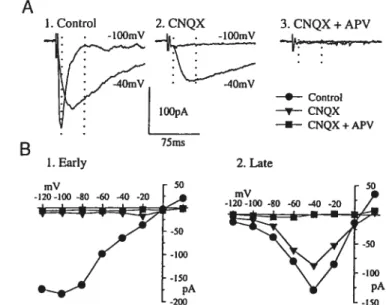 FIG. I. Nature of the excitatory postsynaptic current (EPSC) evoked by local electrical stimulus in the presence of bicuculline methochlodde (BMI, 10 M)