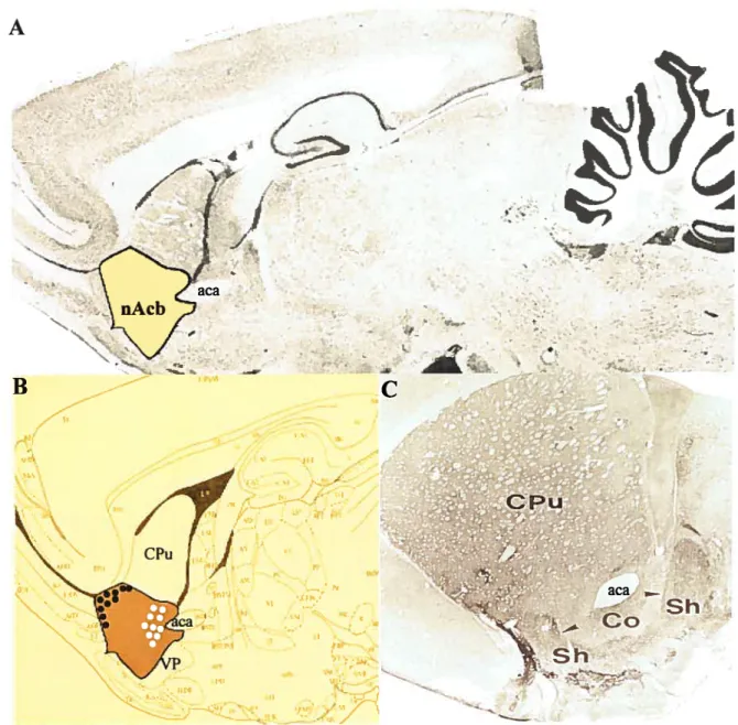 Figure 1. An anatomical indication ofthe nAcb and its subterritories
