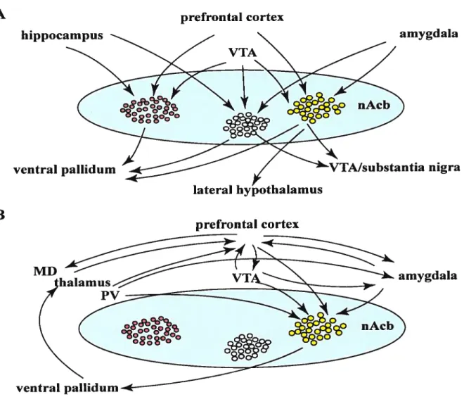 Figure 2. A B hippocampus prefrontal cortex amygdala nigra amygdala