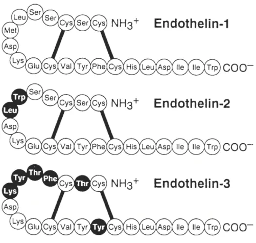 Figure 1.1 : Structures of endothelins. Dark circles indicate where