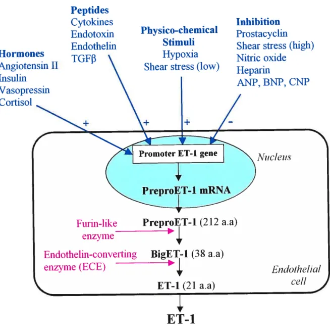 Figure 1.2 Regulation of ET-1 synthesis and its pathway of generation.