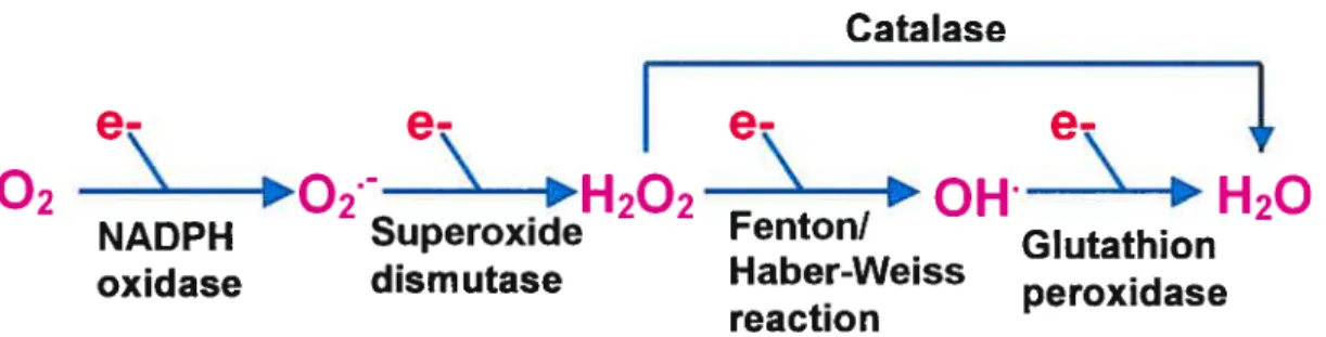 figure 1.6 : Key steps in the production of reactive oxygen species.