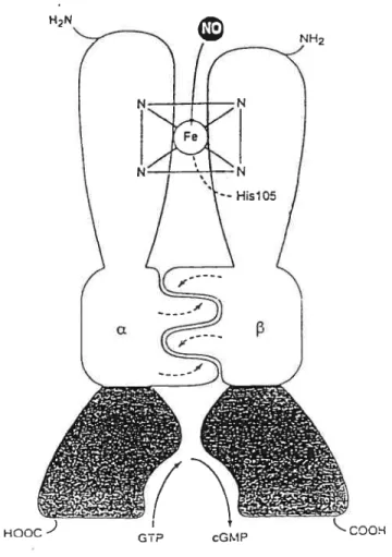 Figure 1.8 : Schematic representation of a soluble guanylate cyclase &amp; heterodimer.