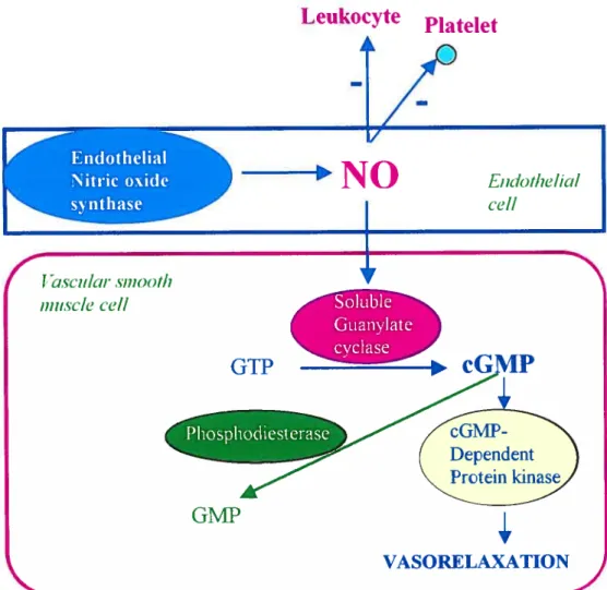figure 1.9 : The nitric oxide/cGMP signal transduction. (Based on ref. 130)