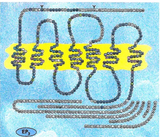 Figure 1.3. Représentation schématiqtie des isoformes du récepteur EP3 chez l’humain (365 - 425 acides aminés, 7 domaines transmembranaires) issus de l’épissage