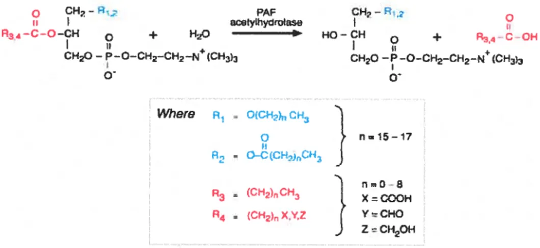 Figure 1.5. Réaction catalysée par les PAF acétylbydrolases (PAF-AH )..PAF-AH reconnaît PAF ainsi qu’une famille d’analogues structuraux