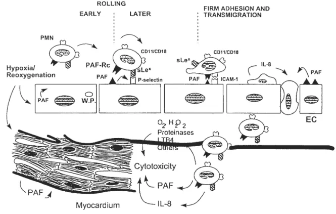 Figure 1.6. Effets de PAF sur l’endothélium, daprès Montrucchio et al., 2000.