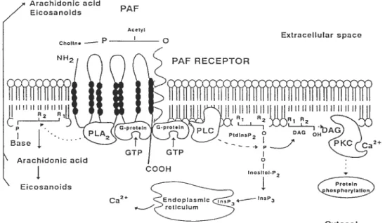 Figure 1.8. Voies de signalisation du récepteur de PAF, d’après Montrucchio et al..