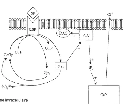 Figure 3 Représentation schématique illustrant la voie de signalisation activée par les tachykinines et leurs récepteurs