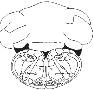 Figure 5 Distribution des fibres neuronales et corps cellulaires marqués à la substance P au niveau du bulbe rachidien (médulla oblongata) du rat (-12.3 mm par rapport au point Bregma)