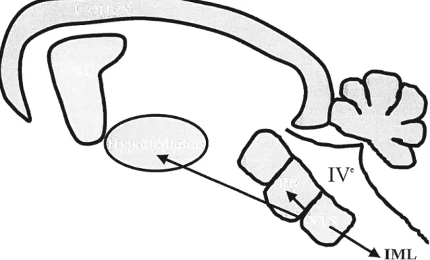 Figure 6 Représentation schématique des projections neuronales entre diverses régions centrales exerçant un rôle reconnu dans le contrôle de la fonction