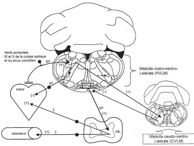 Figure 9 Représentation schématique des mécanismes de régulation sympathique