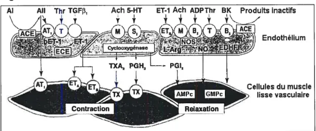 Figure 2 Les facteurs vasoactifs libérés par l’endothélium