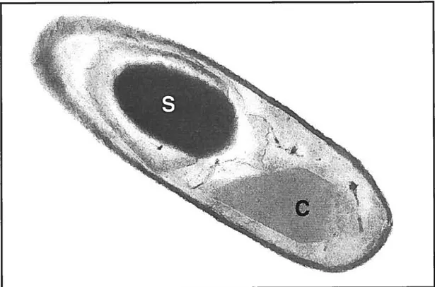 Fig. J : Coupe longitudinale du bacille de Thuringe (Badilus thurîngiensis). S: spore; C : cristal paraspora) (de forme bipyramidale)