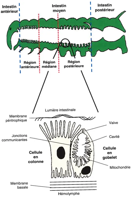 Fig. 2: Principaux types cellulaires de l’intestin moyen du sphinx du tabac.